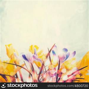 Springtime background with various spring flowers and bokeh, floral nature background