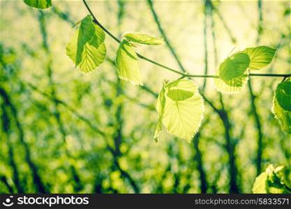 Springtime beech leaves in green nature