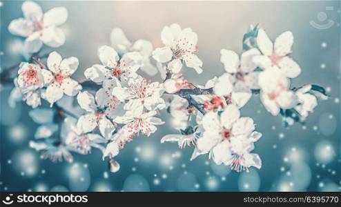 Springtime blossom. White cherry spring blossom, flowers bloom at turquoise blur nature background. Blossoming of flowers, close up