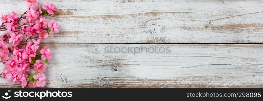 Springtime cherry blossom flowers on white rustic wooden background for seasonal holidays like Easter and Mothers Day