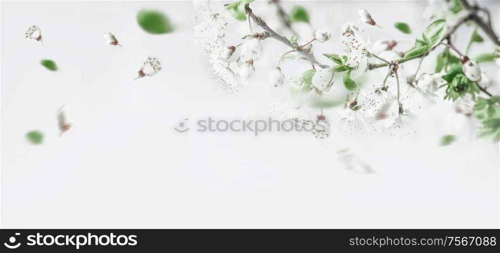 Springtime cherry blossom on white background, top view. Border. Spring mood
