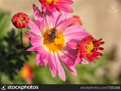 Springtime. Colorful close-up of a honey bee pollinating a bright red flower.