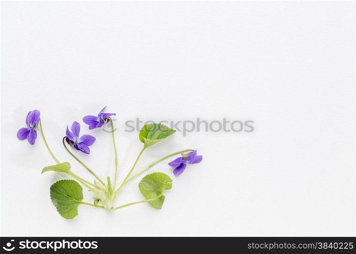 springtime concept -fresh viola flowers and leaves on art canvas with a copy space