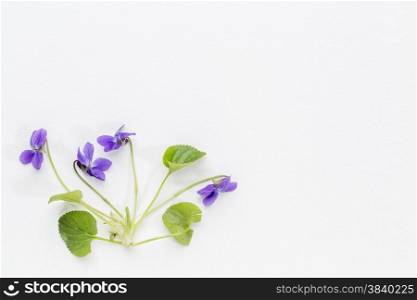 springtime concept -fresh viola flowers and leaves on art canvas with a copy space