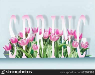 Springtime concept with text word spring and pink tulips border at gray background. Spring nature flowers. Creative layout
