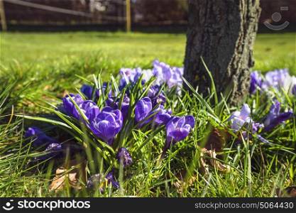 Springtime crocus flowers in a garden lawn by a tree on a sunny day in the spring