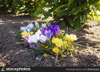 Springtime crocus flowers in various colors in the spring in a garden flowerbed with fresh soil