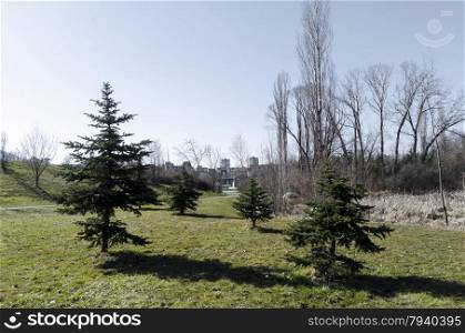 Springtime field with deciduous tree and conifer at sunlight in the park