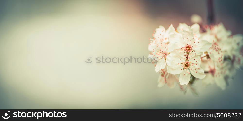 Springtime floral banner with cherry blossom, outdoor spring nature background