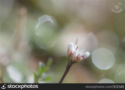 springtime floral blured bloom background with pastel color. springtime floral blured bloom background pastel color