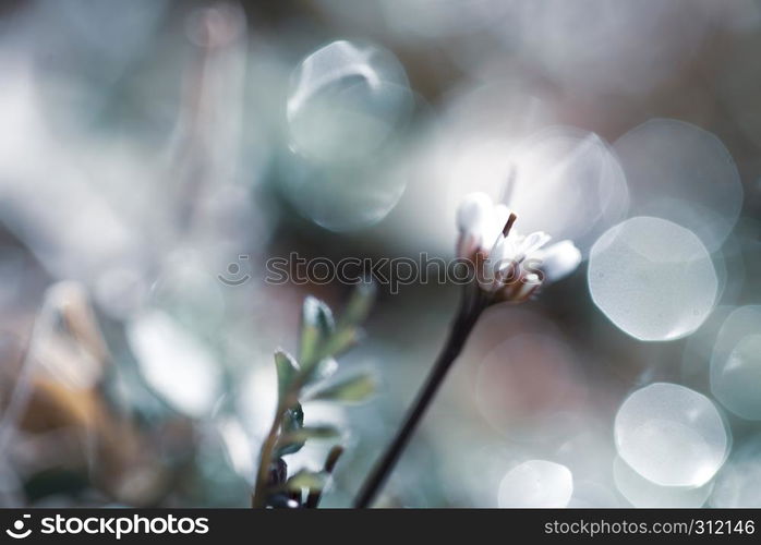 springtime floral blured bloom background with pastel color. springtime floral blured bloom background pastel color