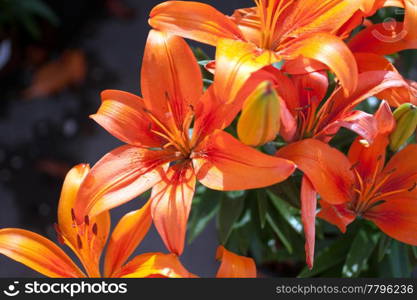 Springtime flower blossom close-up in beautiful colors