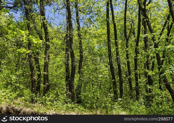 Springtime forest in the Lozen mountain with deciduous fresh trees and bush, Pancharevo, Sofia, Bulgaria