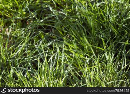 Springtime, fresh green grass lawn on background