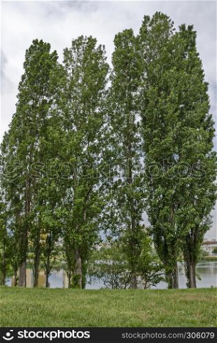 Springtime green on a beauty poplar or Populus and lake in residential district Drujba, Sofia, Bulgaria