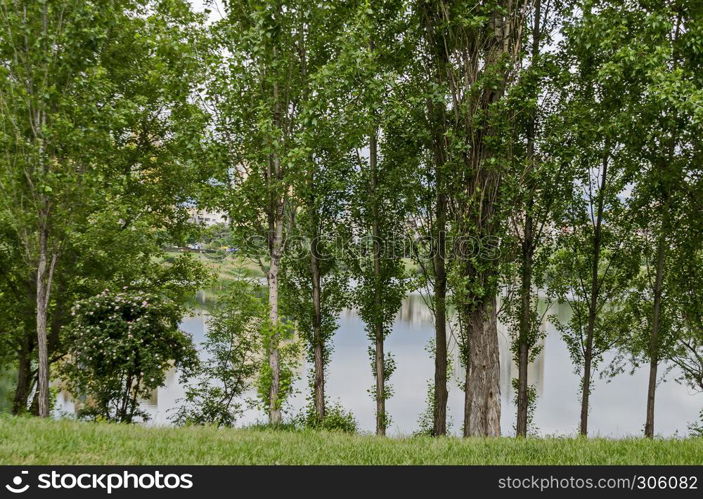 Springtime green on a fresh trees and lake in residential district Drujba, Sofia, Bulgaria