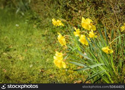 Springtime in the garden with yellow daffodil flowers in the sun on a lawn in the spring