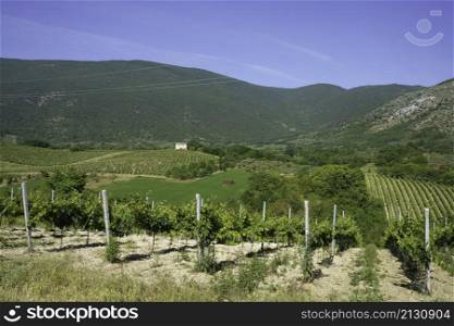 Springtime landscape in the Terre dei Peligni, near Popoli and Vittorito, L Aquila province, Abruzzo, Italy. Vineyards
