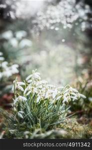 Springtime nature background with lovely snowdrops flowers with bokeh, spring outdoor nature background in garden or park