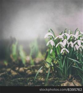 Springtime nature background with snowdrops flowers. Spring outdoor nature. Retro toned