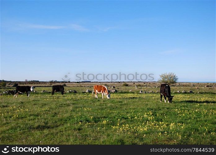 Springtime pastureland with grazing cattle. From the swedish island Oland.