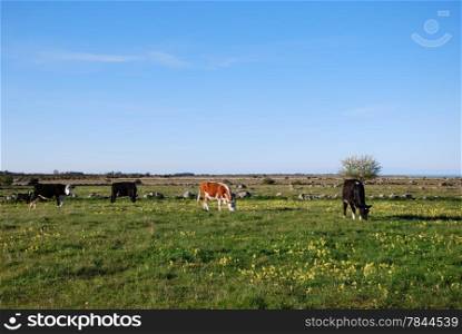 Springtime pastureland with grazing cattle. From the swedish island Oland.