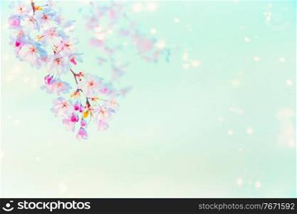 Springtime pink cherry blossom with sunshine bokeh at  turquoise blue background . Nature abstract