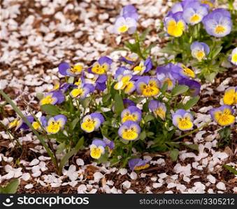 Springtime plans with small colorful viola rising among the fallen petals from cherry blossom trees