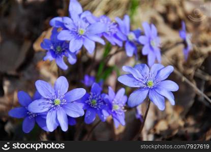 Springtime symbols - group of shiny blue hepaticas