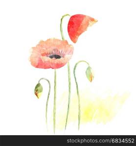Springtime Watercolor Poppy Flower Background