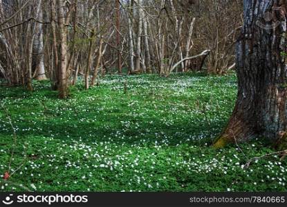 Springtime with blossom anemone nemorosa in a forest. From thw swedish island Oland.