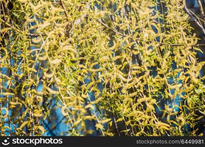 Springtime with yellow weeping willow blossom, outdoor nature