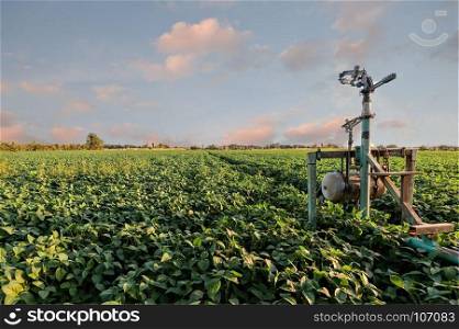 Sprinkler irrigation system in a soybean field at sunset.
