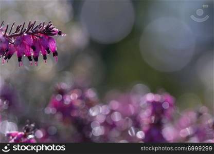 sprintime, Heather wild flowers. Small violet flowers on blured background. sprintime, Heather wild flowers. Small violet flowers