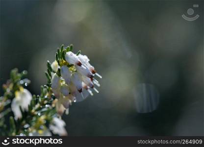 sprintime, Heather wild flowers. Small white flowers on blured background. sprintime, Heather wild flowers. Small white flowers