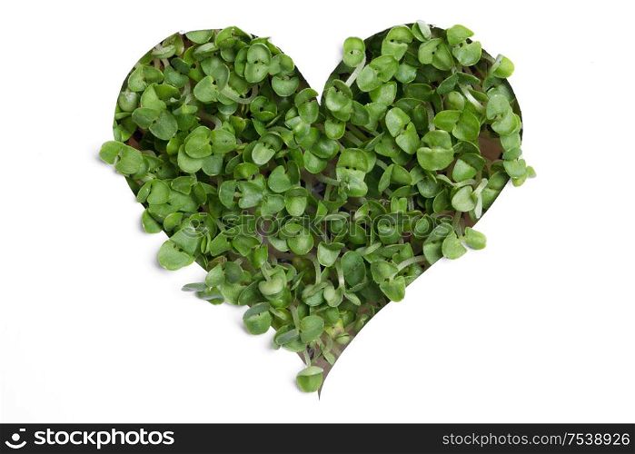 Sprout green plants growing a heart shape isolated on white background. Sprout green plants a heart shape