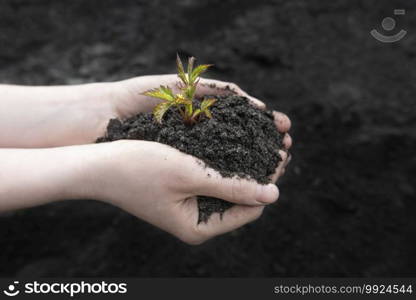 Sprout in female hands close up on a background of the black earth. World soil day concept. Human hands holding seed tree with soil on agriculture field background.. Sprout in female hands close up on a background of the black earth. World soil day concept. Human hands holding seed tree with soil on agriculture field background