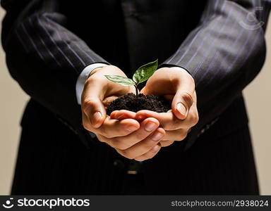 Sprout in hands