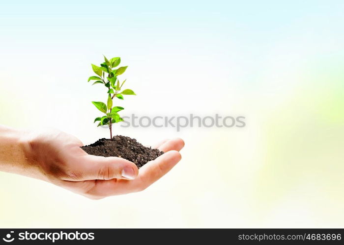 Sprout in hands. Close up image of human hands holding sprout