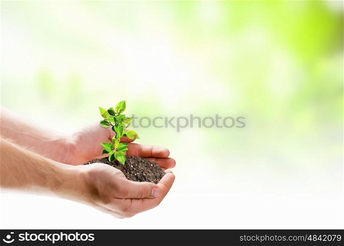 Sprout in hands. Close up image of human hands holding sprout