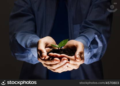 Sprout in hands. Close up of businessman hands with sprout in palms