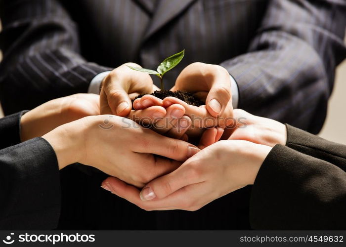 Sprout in hands. Close up of businessmen hands with sprout in palms