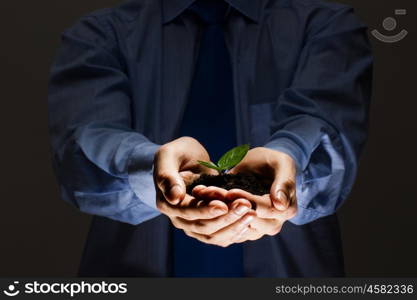 Sprout in hands. Close up of businessmen hands with sprout in palms