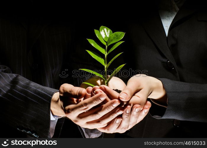 Sprout in hands. Close up of businessmen hands with sprout in palms