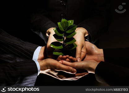 Sprout in hands. Close up of businessmen hands with sprout in palms