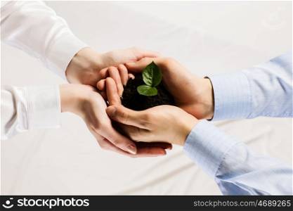 Sprout in hands. Close up of businessmen hands with sprout in palms