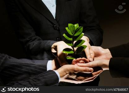 Sprout in hands. Close up of businessmen hands with sprout in palms