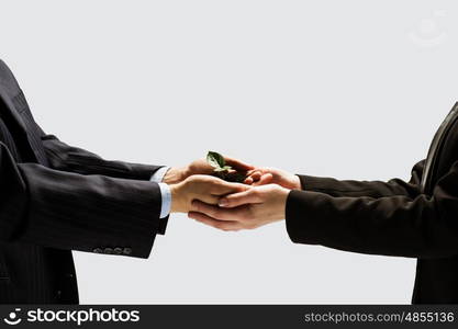 Sprout in hands. Close up of businessmen hands with sprout in palms