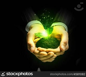 Sprout in hands. Young green sprout in human hands. Ecology concept