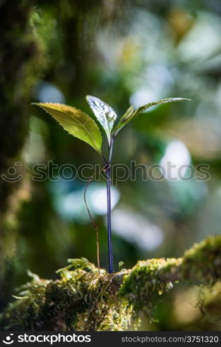 Sprout in the forest.